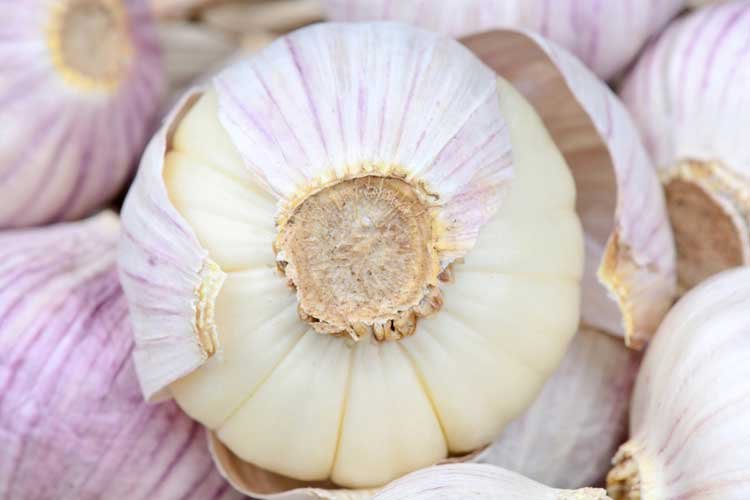 Knoflook pellen